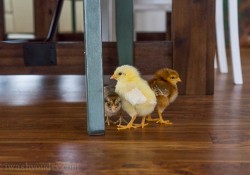 baby chicks