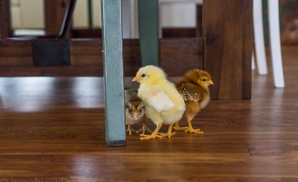 baby chicks