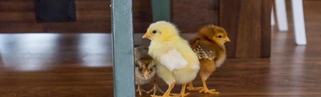 baby chicks